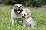 BULLDOG ANGLAIS 010